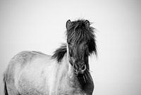 Isländer Schwarzweiß