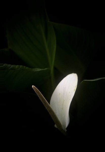 Aronskelk von Martijn van Huffelen