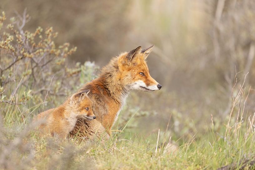 l'amour entre la mère renard et le renardeau par mirka koot