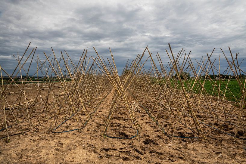 Agriculture by René Nicolaes