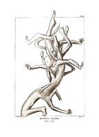 Vitaliteit tekenen: de eik