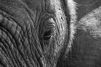 Eye of an Elephant