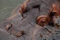 Hippo