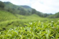Tea fields