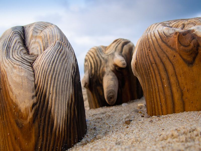 Weststrand auf Sylt, Nordsee – Buhnen von Aurica Voss