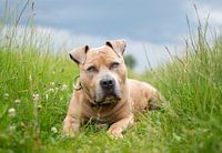 American Bully Logan