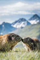 Marmot
