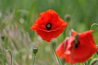 In Flanders fields  Mohn ohne Gedicht Text