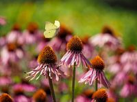 lemon butterfly in flight