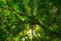 Forêt de Whakarewarewa près de Rotorua (Nouvelle-Zélande)