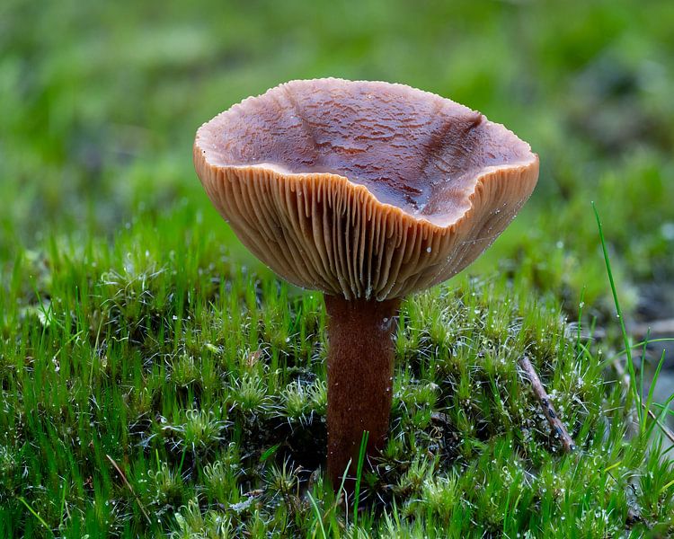 Milchpilz in der Leber von Lex van Doorn