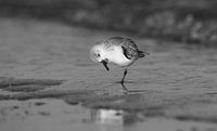 Sanderling