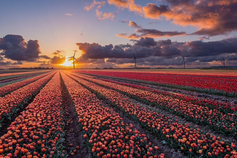 Coucher de soleil sur les champs de tulipes à Flevoland par Fotografie Ronald