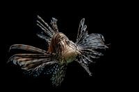 lionfish