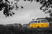 Beetles during Beetle Day in Simpelveld