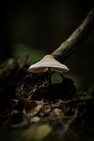 Mushroom in the forest