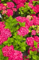 Roze Hortensia