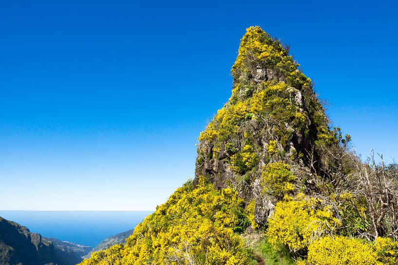  Bergtop bedekt met gele bloemen par Michel van Kooten