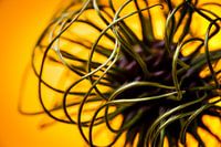 Abstraktes Bild einer Blütenknospe einer Clematis / Kletterpflanze