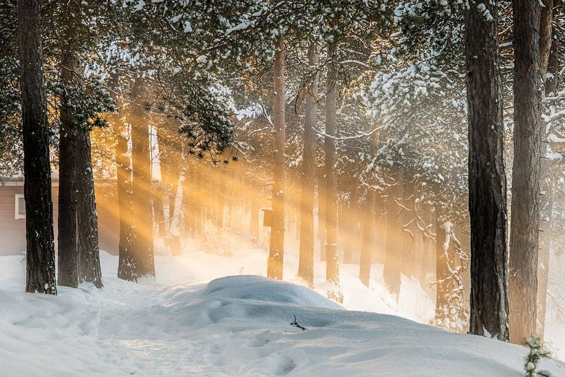 Sunbeams by Rene Wolf