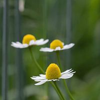 Margrieten in een roggeveld.