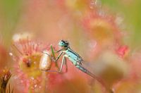 Zonnedauw - "Stuck on You"