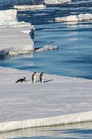 Emperor's penguin on Antarctic ice floe
