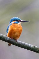 Eisvogel auf einem Ast