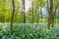 Cronesteyn polder park