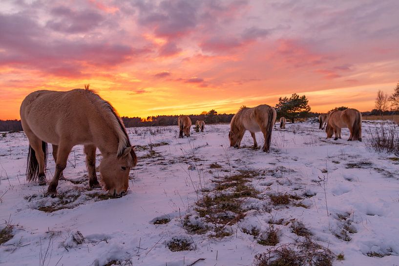 Noorse Fjordenpaarden bij zonsondergang von Easycopters