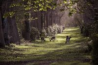 La forêt des contes de fées