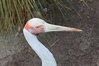 Australischer Kranich