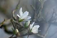 Witte magnolia
