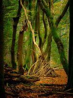 Explosion des couleurs d'automne