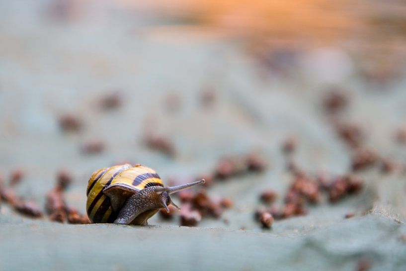 Snail at evening sun by Milou Oomens