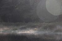 Moorbecken in Brabant