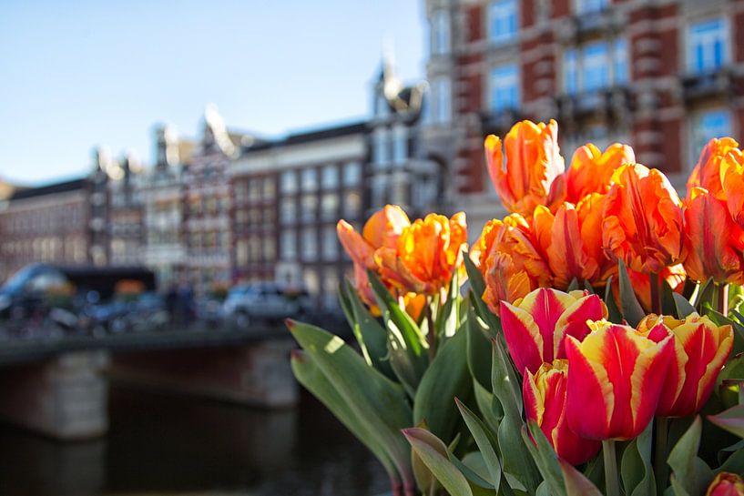 Les tulipes à Amsterdam par Dirk Rüter