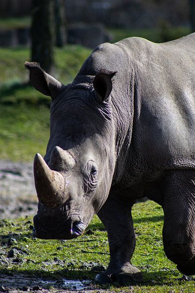 Rhinocéros par Quin van Saane