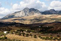 Espagne Paysage de montagnes et d'oliviers
