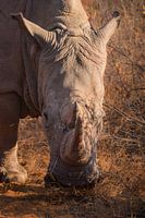 The power of the rhino