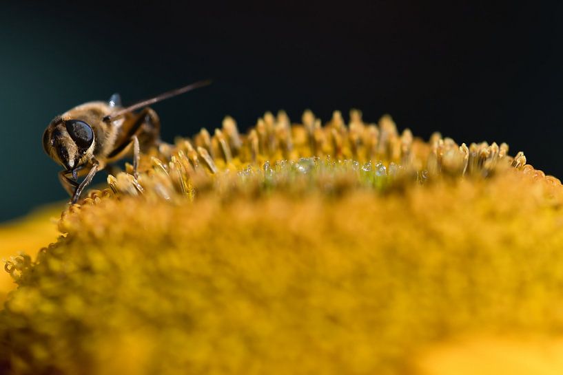 A blind bee searching for nectar on a yellow helianthus flower by Jolanda de Jong-Jansen