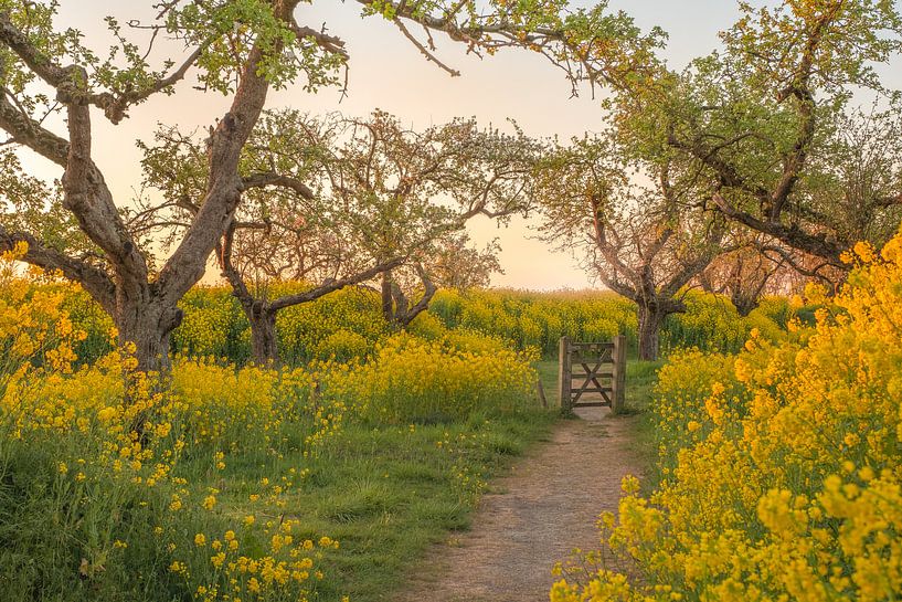 Clôture d'accès dans un champ de colza par Moetwil en van Dijk - Fotografie