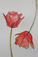 Radiant Tulip bloom 🌷🌷🌷🌷🌷