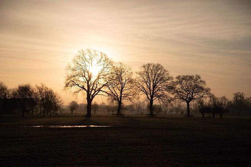 Backlight trees by Theo Bauhuis