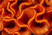 Macro photo of a flower