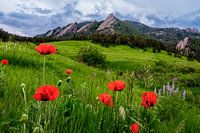 Boulder Colorado Landschaftsdruck, Boulder Flatirons & Rote Mohnblumen Foto
