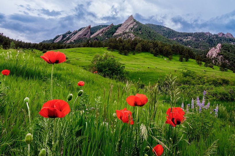Boulder Colorado Landschaftsdruck, Boulder Flatirons &amp; Rote Mohnblumen Foto von Daniel Forster