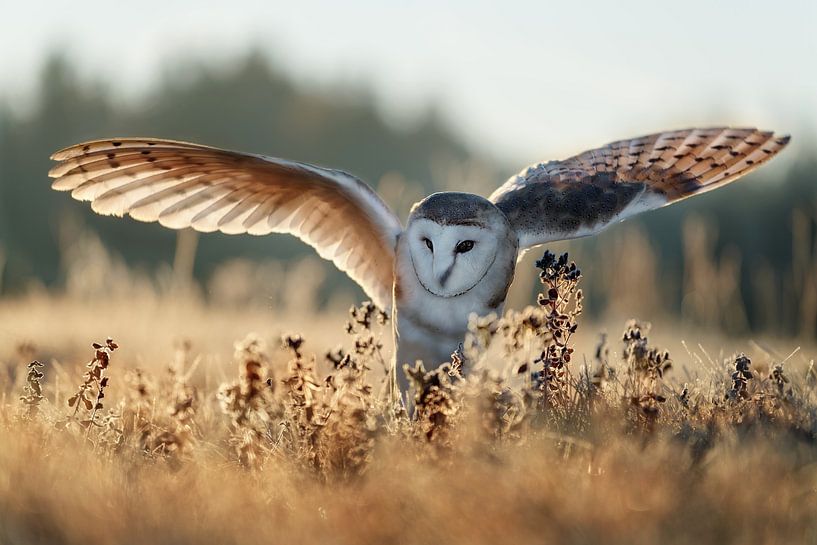 Sunrise by Michaela Firešová