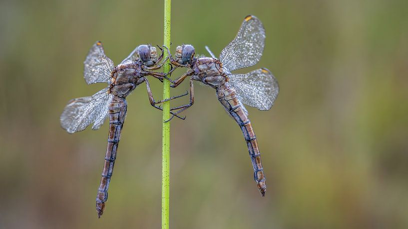 Zeit für eine Pause von Tiffany Heymans