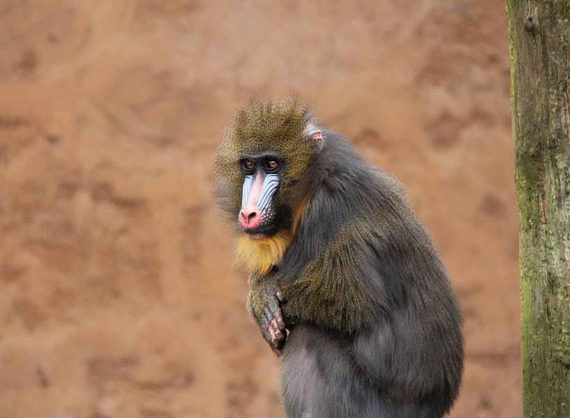Mandrill . par Jose Lok
